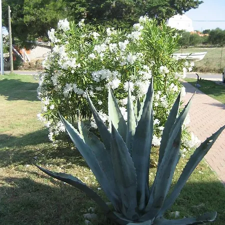 Apartamento „drei Palmen“ *