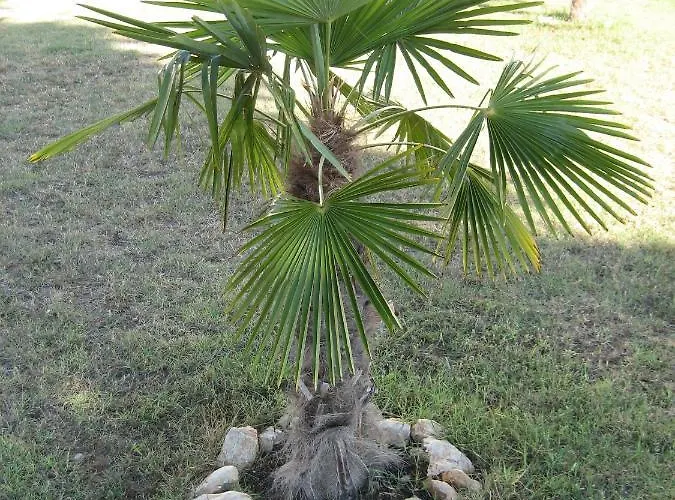 „drei Palmen“ Apartman Sveti Filip i Jakov